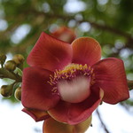 cambodia&d=nature_flower