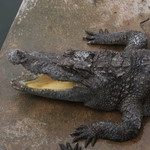 picture$siemreap_crocodile