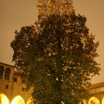 Basilica di Sant’Antonio. Five hundred a years magnolia