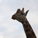 picture$nairobi_giraffe