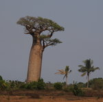 picture$baobab_alley