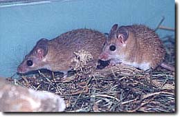 Мышь-акомис